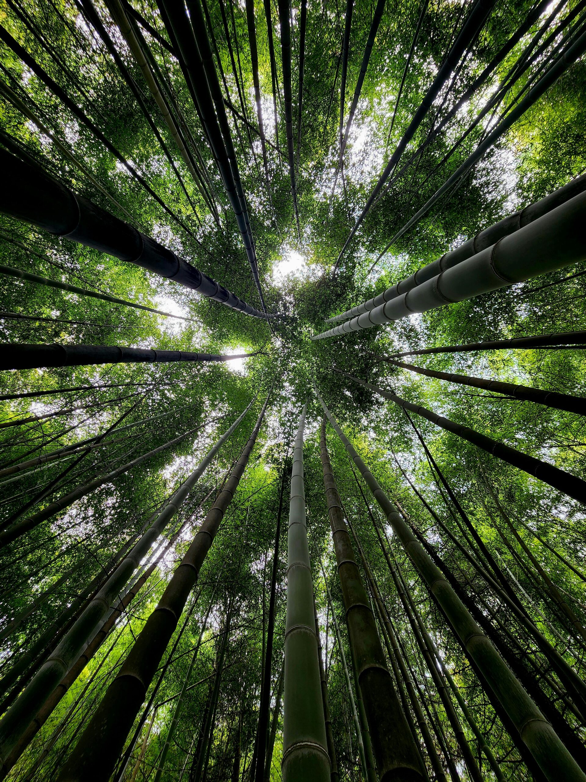 Looking up at a lush bamboo forest canopy, showcasing vibrant green foliage and towering stalks.