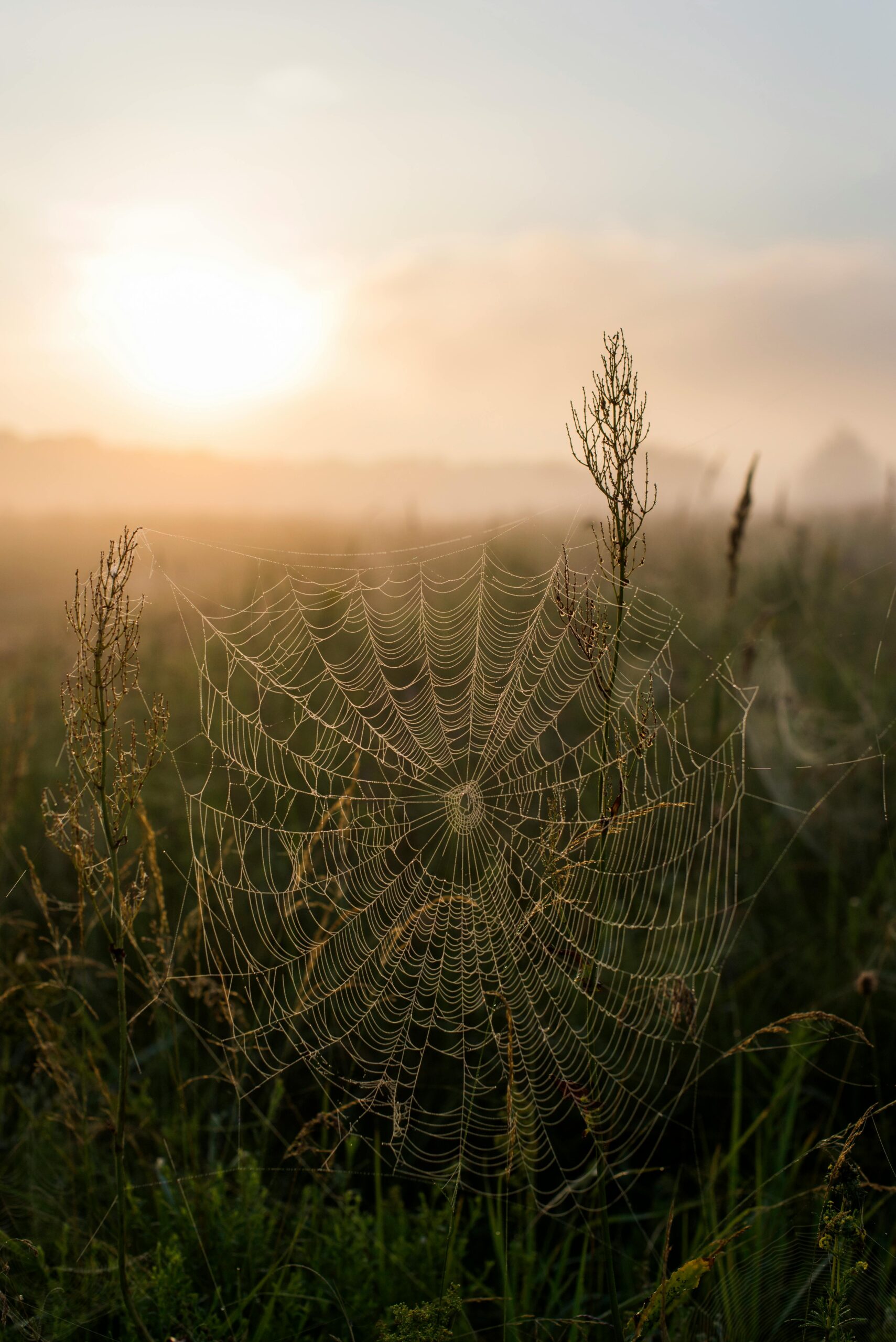 Close-up of a spiderweb with dewdrops against a sunrise in a foggy field.
